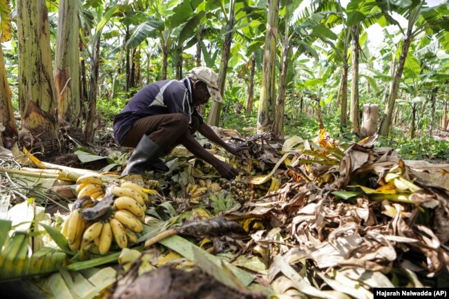 Girino Ndyanabo picks ripened bananas from a pit in his banana plantation in Mbarara, Uganda, Dec. 11, 2023. (AP Photo/Hajarah Nalwadda)