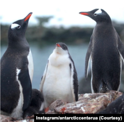 Пінгвіни на станції "Академік Вернадський". Фото: Instagram/antarcticcenterua