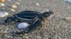 Sea Turtle Nests Break Records on US Beaches 