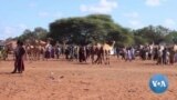 Kenya Start-Up Creates Online Livestock Marketplace for Rural Farmers