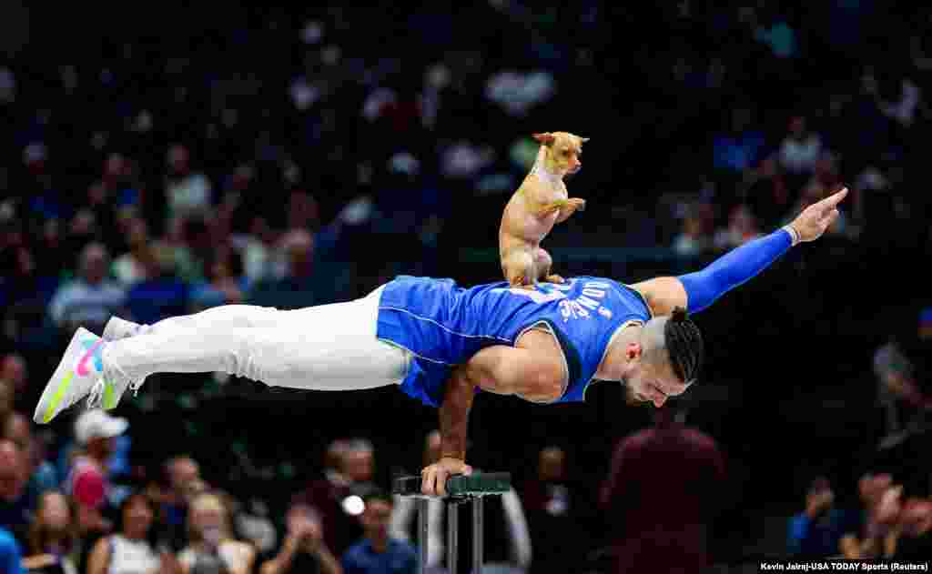 Chihuahua Scooby and acrobat Christian Stoinev perform during the game between the Dallas Mavericks and Toronto Raptors at American Airlines Center in Dallas, Texas, Nov. 8, 2023.