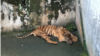 Harimau Sumatra bernama Bintang Sorik yang tampak kurus dan sakit saat berada di kandang satwa Medan Zoo, Kota Medan, Sumatra Utara, Jumat, 12 Januari 2024. (VOA/Anugrah Andriansyah)