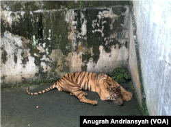 Harimau Sumatra bernama Bintang Sorik yang tampak kurus dan sakit saat berada di kandang satwa Medan Zoo, Kota Medan, Sumatra Utara, Jumat, 12 Januari 2024. (VOA/Anugrah Andriansyah)
