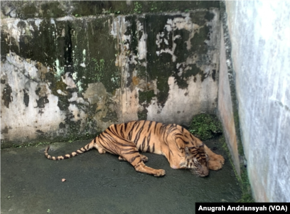 Harimau Sumatera Tapete