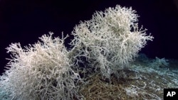In this image provided by NOAA Ocean Exploration, a few large thickets of Lophelia pertusa coral grow along the edges of large rock shelf off the southeastern coast of the U.S., in July 2019. (NOAA Ocean Exploration via AP)