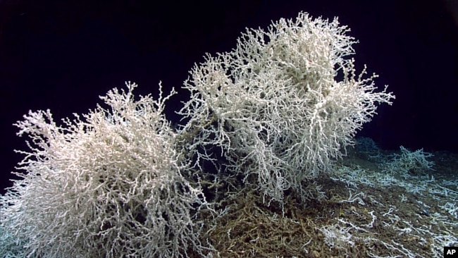 In this image provided by NOAA Ocean Exploration, a few large thickets of Lophelia pertusa coral grow along the edges of large rock shelf off the southeastern coast of the U.S., in July 2019. (NOAA Ocean Exploration via AP)