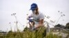 Peneliti Danielle Stevenson menggali tanaman untuk diuji sebagai bagian dari Studi Remediasi Phyto Myco University of California Riverside di tanah kosong di Los Angeles, California pada 19 Mei 2023. (Patrick T. Fallon / AFP)