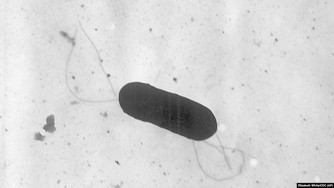 Бактерия листерии под микроскопом (фото CDC)