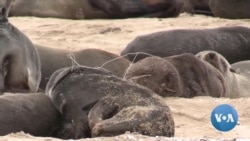 Poluição maritima ameaça vida animal na Namíbia