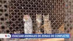 Voluntarios arriesgan sus vidas para rescatar animales de zonas de guerra