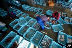 FILE - Workers arrange fish during an auction at Hisanohama Port in Iwaki, Japan, Oct. 19, 2023.