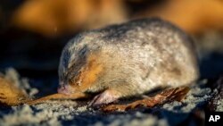 FILE - Para peneliti di Afrika Selatan menemukan kembali spesies mole (tikus tanah) berbulu keemasan yang mampu “berenang” melalui bukit pasir setelah tidak terlihat selama lebih dari 80 tahun dan dianggap punah. (Nicky Souness/Endangered Wildlife Trust via AP)