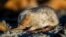 FILE - Para peneliti di Afrika Selatan menemukan kembali spesies mole (tikus tanah) berbulu keemasan yang mampu “berenang” melalui bukit pasir setelah tidak terlihat selama lebih dari 80 tahun dan dianggap punah. (Nicky Souness/Endangered Wildlife Trust via AP)