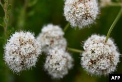 Bunga California Buckwheat bermekaran di lahan kosong di Los Angeles, California, 19 Mei 2023. Studi Remediasi Phyto Myco University of California Riverside, menggunakan tanaman dan jamur asli untuk menguji solusi pembersihan tanah berkelanjutan dari lahan yang dikenal sebagai ladang cokelat yang terkontaminasi logam dan bahan kimia berbahaya, (Patrick T. Fallon / AFP)