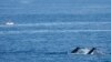 Thousands of Whales Begin Their Epic Journey Up Australia’s Humpback Highway