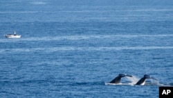 Whales swim past a fisherman at Boat Harbour north of Sydney, Australia, June 12, 2023. 