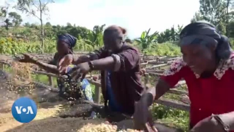 En RDC, l'autonomisation des femmes via la production de café