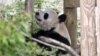 UK's Giant Pandas Leave Edinburgh Zoo, Return to China