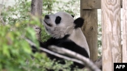 FILE - Tian Tian ("Sweetie"), a female giant panda, relaxes in her compound at the Edinburgh Zoo, Aug. 9, 2013. She and Yang Guang ("Sunshine"), a male,
were returned to China on Dec. 4, 2023. 