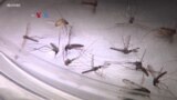 Malaria Transmisi Lokal Muncul Kembali di AS, Pertama Kali dalam 20 Tahun