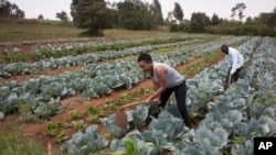 FILE - Workers cultivate cabbages at a farm near Nairobi, Kenya, on Jan. 17, 2018. A court on Oct. 12, 2023, dismissed a case challenging the importation of genetically modified foods, worrying agriculture groups about the impact on Kenyan farmers.