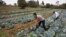 FILE - Workers cultivate cabbages at a farm near Nairobi, Kenya, on Jan. 17, 2018. A court on Oct. 12, 2023, dismissed a case challenging the importation of genetically modified foods, worrying agriculture groups about the impact on Kenyan farmers.