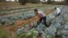 (FILE) Workers cultivate cabbages at a farm near Nairobi, Kenya.