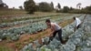 FILE - Workers cultivate cabbages at a farm near Nairobi, Kenya, on Jan. 17, 2018. 