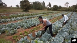 FILE - Workers cultivate cabbages at a farm near Nairobi, Kenya, on Jan. 17, 2018. 