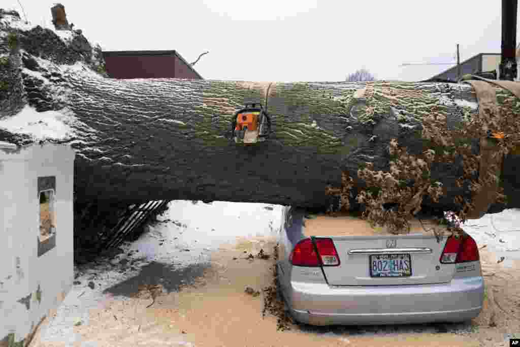 A chainsaw rests in a downed tree as workers pause cutting, Jan. 13, 2024, in Portland, Oregon. 