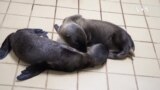 Морски животни спасени од токсични алги во Калифорнија