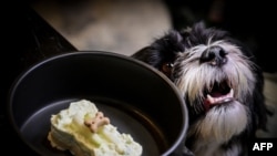 Seekor anjing bernama Pepe menunggu makanan penutup berbentuk tulang yang disajikan di restoran Fiuto di Roma pada 21 November 2023. (Tiziana FABI/AFP)