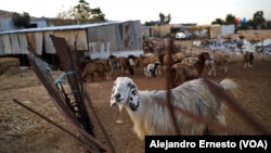 Rebaño de cabras en la aldea de Sahabi, en el desierto del Néguev. Los beduinos han criado cabras y otros animales desde hace cientos de años como parte de su cultura nómada.