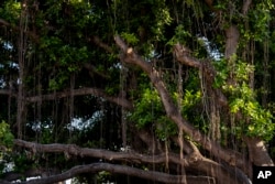 New growth is seen on the historic Banyan tree in Lahaina, Hawaii on July 6, 2024.