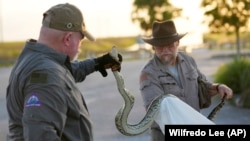 Thomas Aycock, left, and Tom Rahill show off an invasive Burmese python caught earlier, as they wait for sunset to hunt pythons on Aug. 13, 2024, in the Florida Everglades. (AP Photo/Wilfredo Lee)