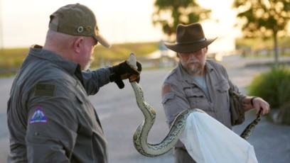 Florida’s Snake Hunters