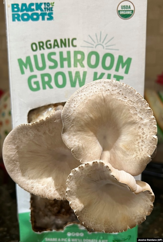 This Nov. 24, 2023 image shows mushrooms growing from a kit on a kitchen countertop on Long Island, New York. (Jessica Damiano via AP)