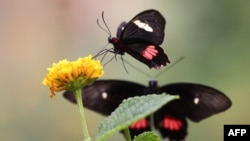 FILE - A Small Postman Butterfly feeds from a flower inside the Butterfly enclosure at the Zoological Society of London Zoo, in London, July 7, 2023. Annually, the U.K. conducts a butterfly count to assess the state of its environment.