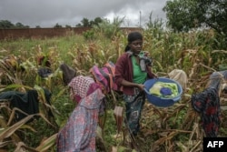 FILE—A woman dries clothes at a failed maize field by a church used as a refuge camp for people displaced by floods caused by incessant rains in the city of Mzuzu, north of Malawi on April 16, 2016.