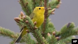  Birds that will be renamed include those currently called Wilson’s warbler and Wilson’s snipe, both named after the 19th century naturalist Alexander Wilson. (USFWS via AP)