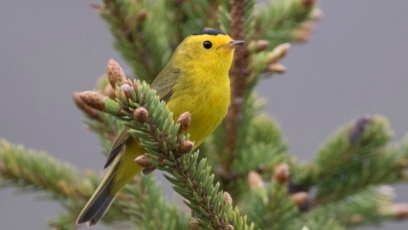 In North America, Birds Will No Longer Be Named after People
