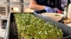 A team member from Interstellar Lab of Merritt Island, Florida, prepares Daikon Radish sprouts during NASA’s Deep Space Food Challenge announcement on May 19, 2023. (NASA/Handout via REUTERS)