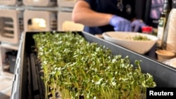 A team member from Interstellar Lab of Merritt Island, Florida, prepares Daikon Radish sprouts during NASA’s Deep Space Food Challenge announcement on May 19, 2023. (NASA/Handout via REUTERS)