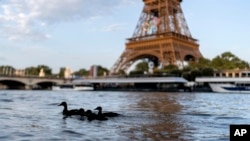 FILE - Ducks swim along the Seine River in front of the Eiffel Tower during the 2024 Summer Olympics, July 29, 2024, in Paris. As the Olympics continue in Paris, the Seine River's water quality remains a major area of concern for officials. 