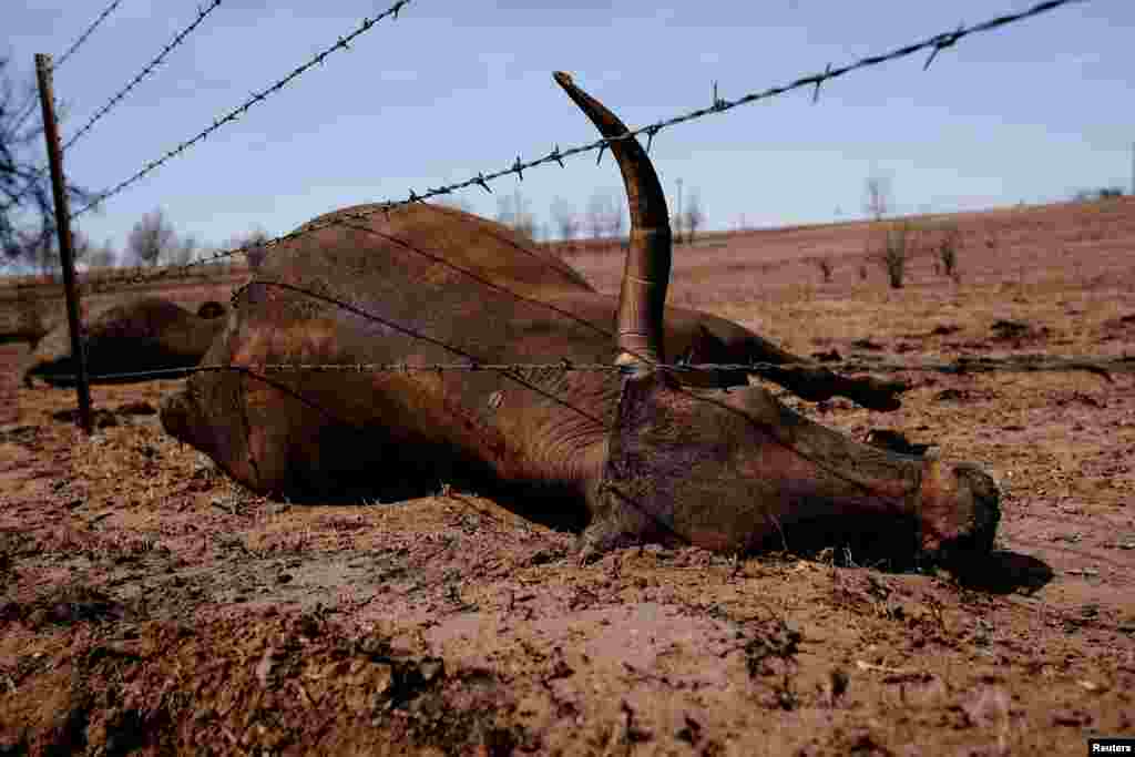 A cow that was killed by the Smokehouse Creek wildfire lays on a field, outside of Canadian, Texas, Feb. 28, 2024.