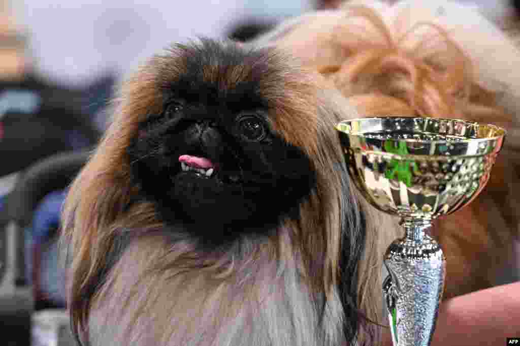 A Pekingese dog breed champion poses with its trophy at the "Hungexpo", the International Exhibition and Fair territory of Budapest, Hungary, during the President Cup CACIB and CAC Dog Show, June 4, 2023.