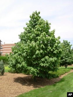 This Aug. 5, 2006, image provided by the Missouri Dept. of Conservation shows a pawpaw tree growing in Missouri. (Missouri Dept. of Conservation via AP)