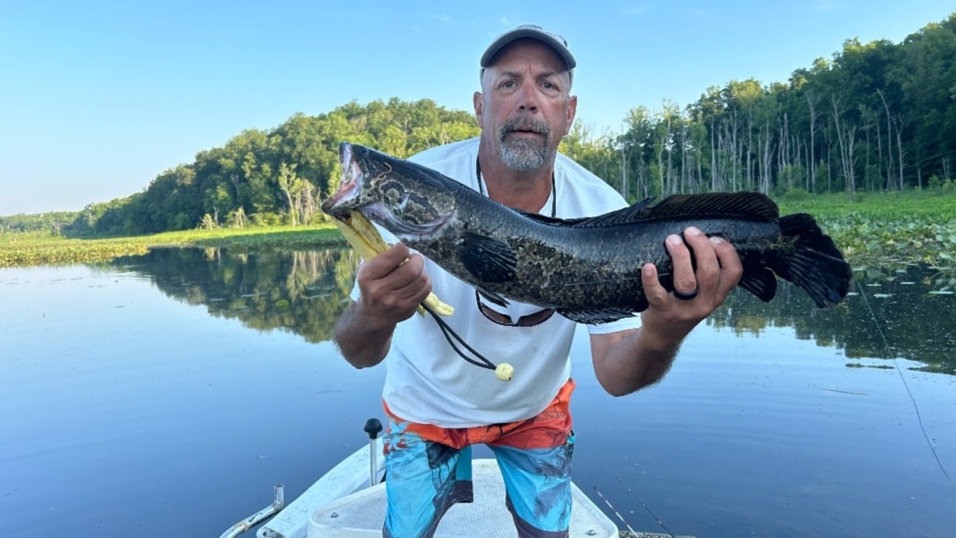 After 20 years, killer, invasive snakehead fish haven't devoured