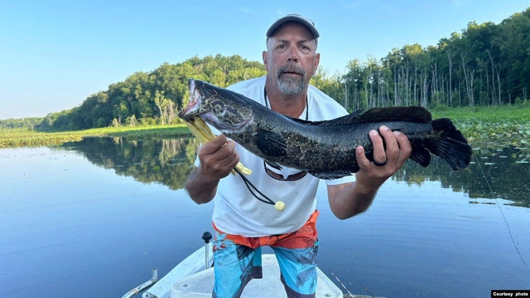 Angler Mike Sielicki holds a northern snakehead fish, which he caught in Potomac Creek in Fredericksburg, Virginia. (Photo courtesy Mike Sielicki) 