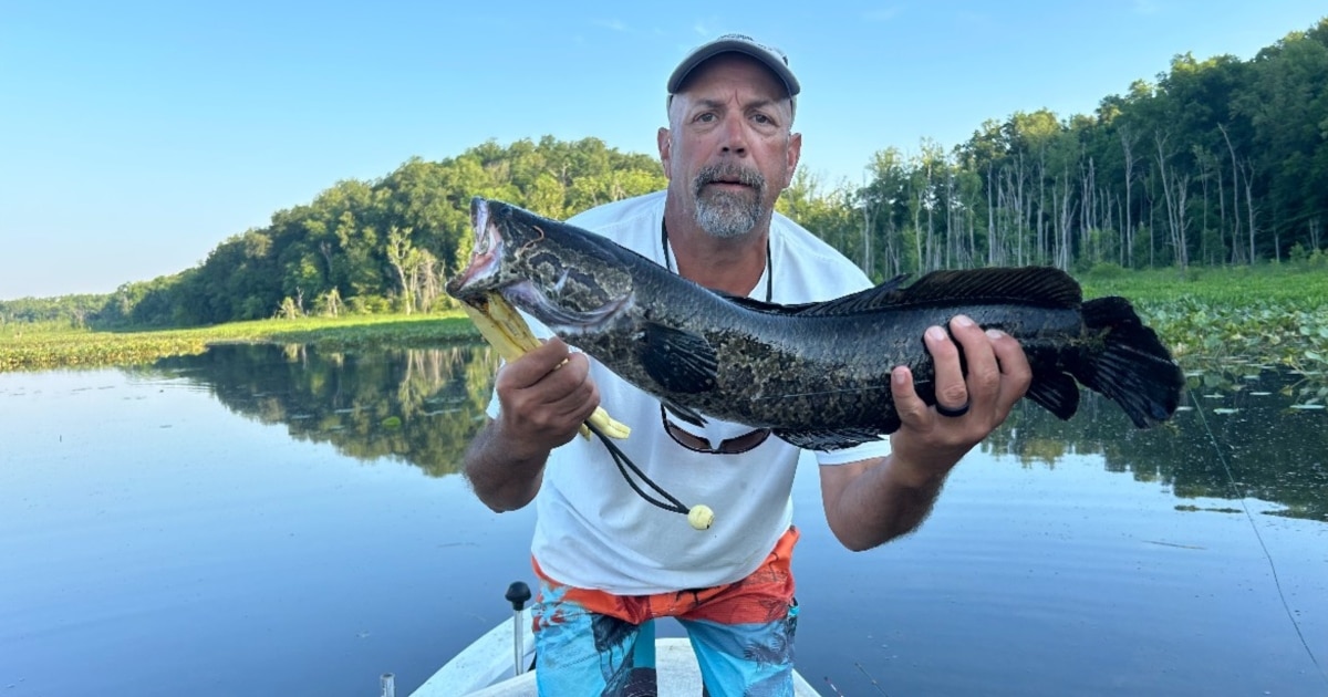 After 20 years, killer, invasive snakehead fish haven't devoured
